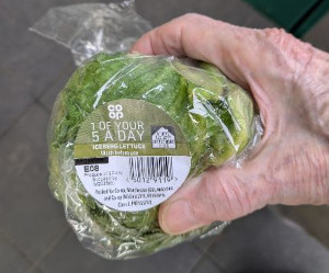 Letuce