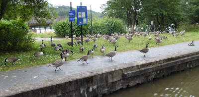 8CanGeese