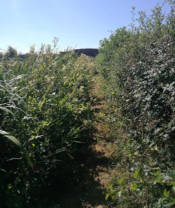 KevinVegetation1