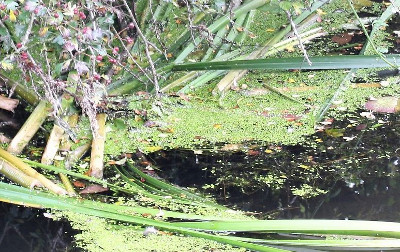 Lancaster reed and duckweed close up