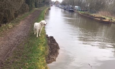 puddle on shroppie