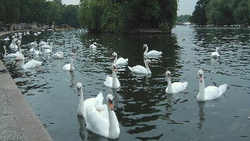 swans windsor