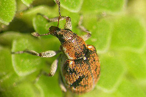 Weed weevil
