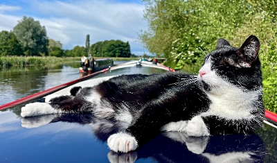 CatOnNarrowboat