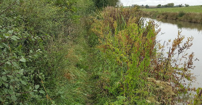 OvergrownTowpath