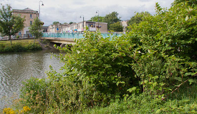 japanese knotweed Avon