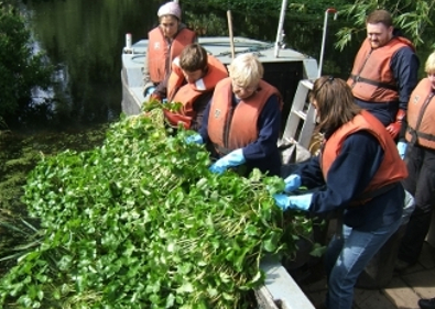 1z pennywort Remove