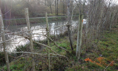 hedgeLaying