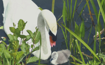 Swan and sygnet